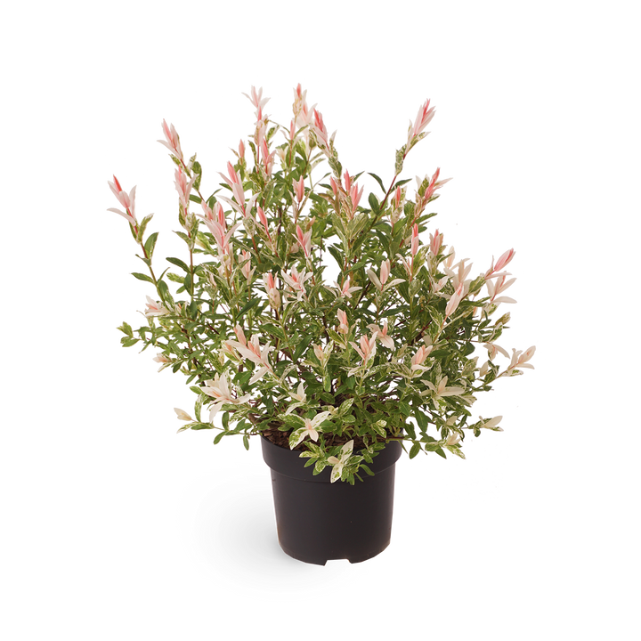 Eschenahorn 'Flamingo' Acer Outdoor