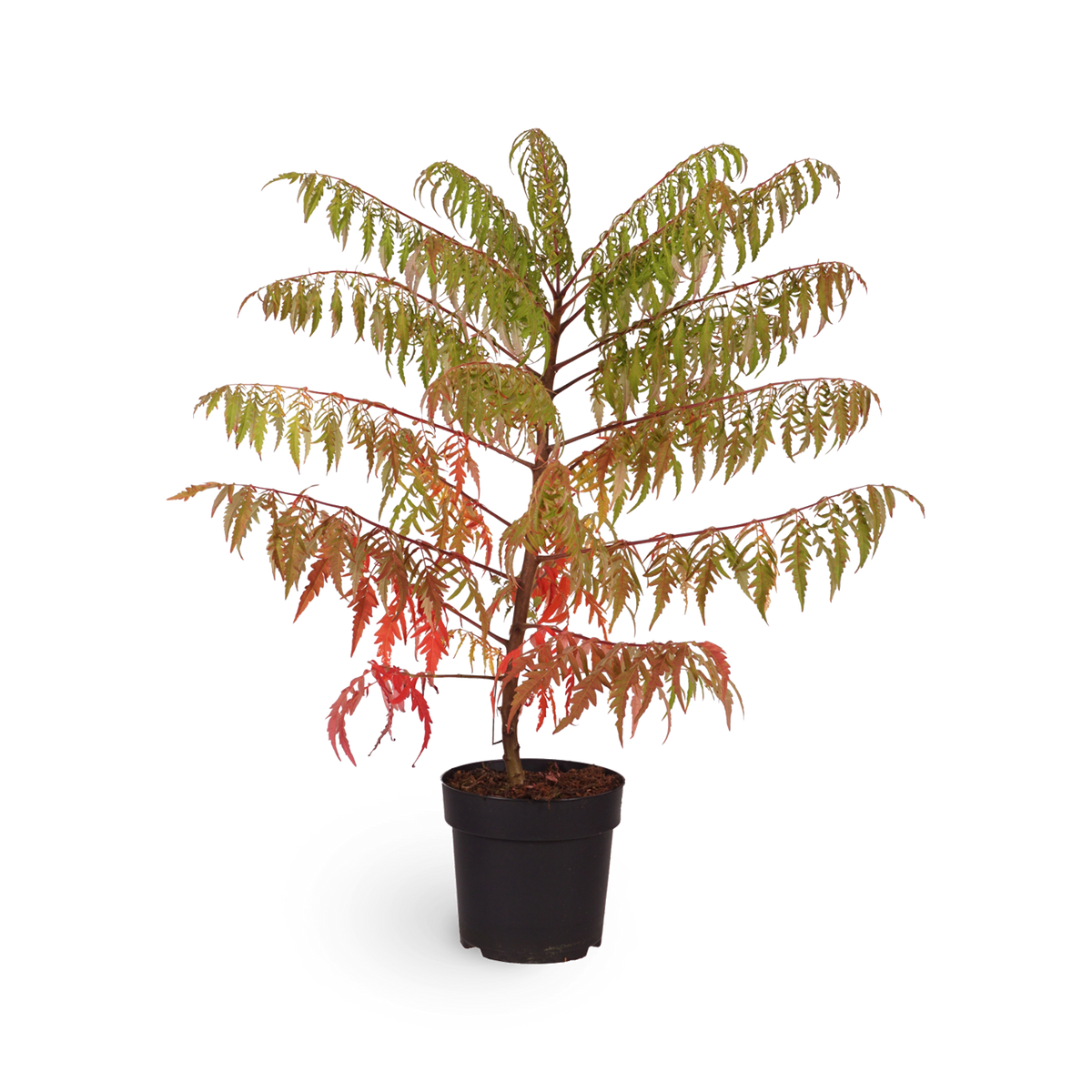 Essigbaum 'Tiger Eyes'®