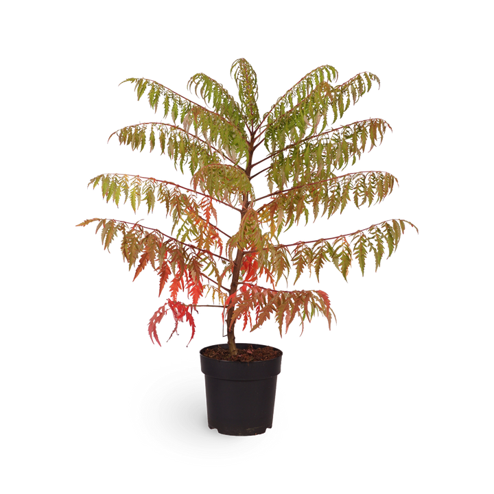 Essigbaum 'Tiger Eyes'®