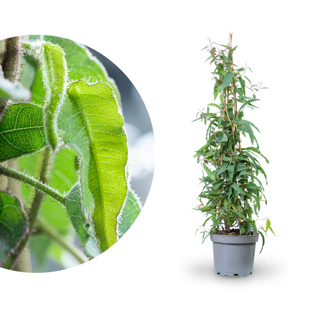 Großer Eucalyptus citriodora