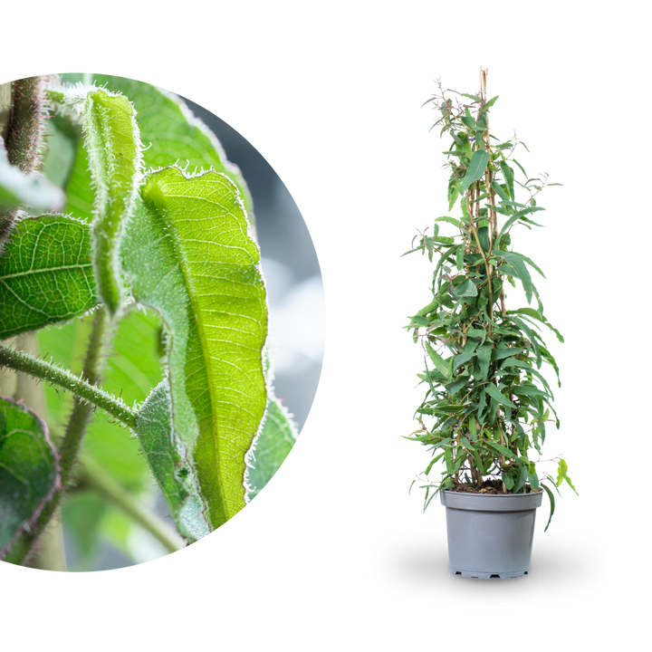 Großer Eucalyptus citriodora