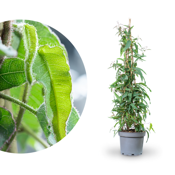 Anti-Mücken-Pflanze: Zitronen-Eukalyptus