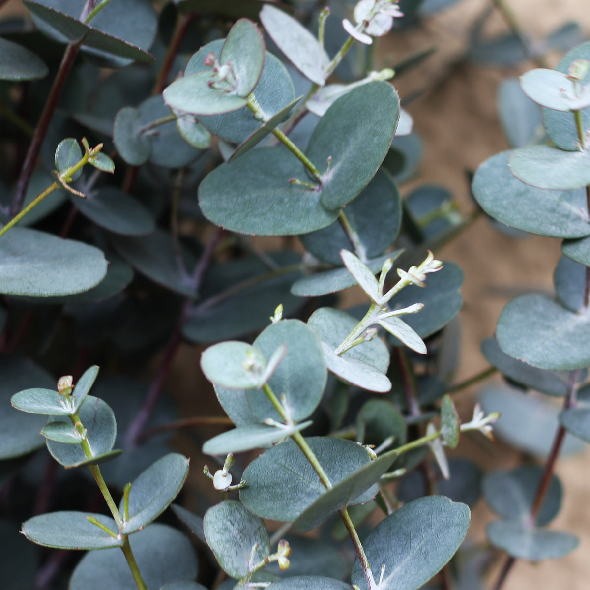 Eukalyptus kaufen