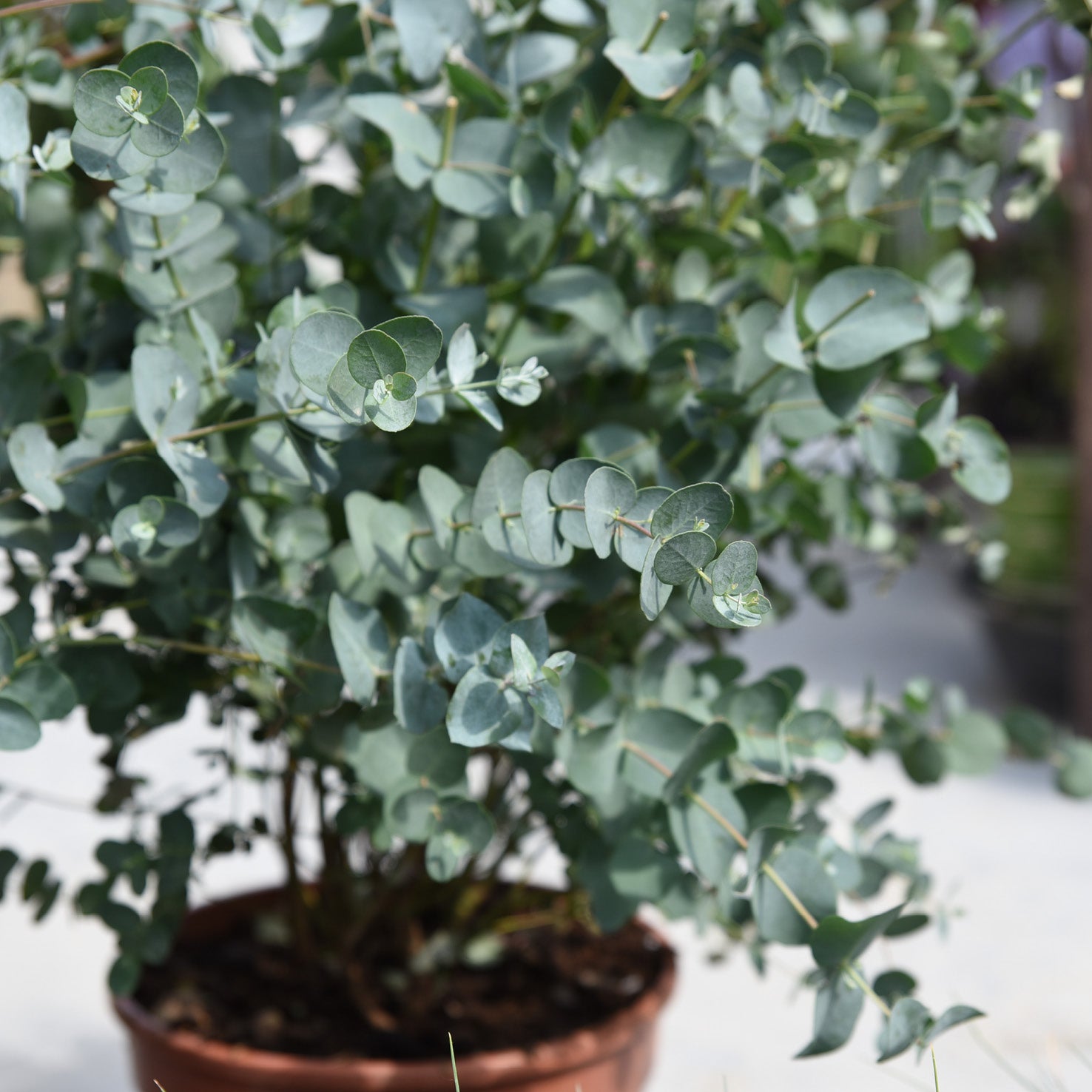 Eukalyptus im Topf