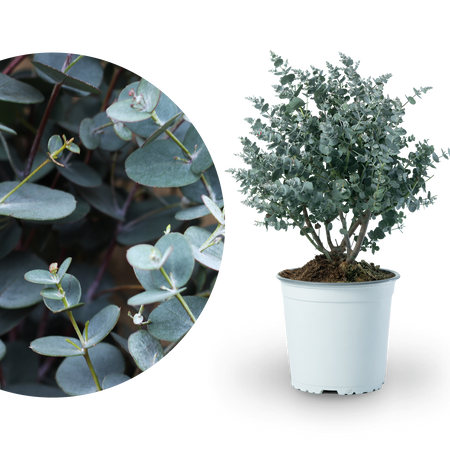 Eukalyptus kaufen