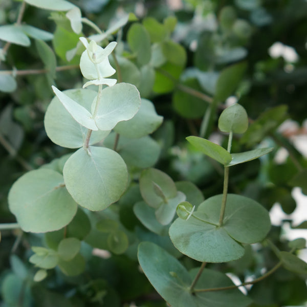 Blätter des Eukalyptus 'Silver Dollar'