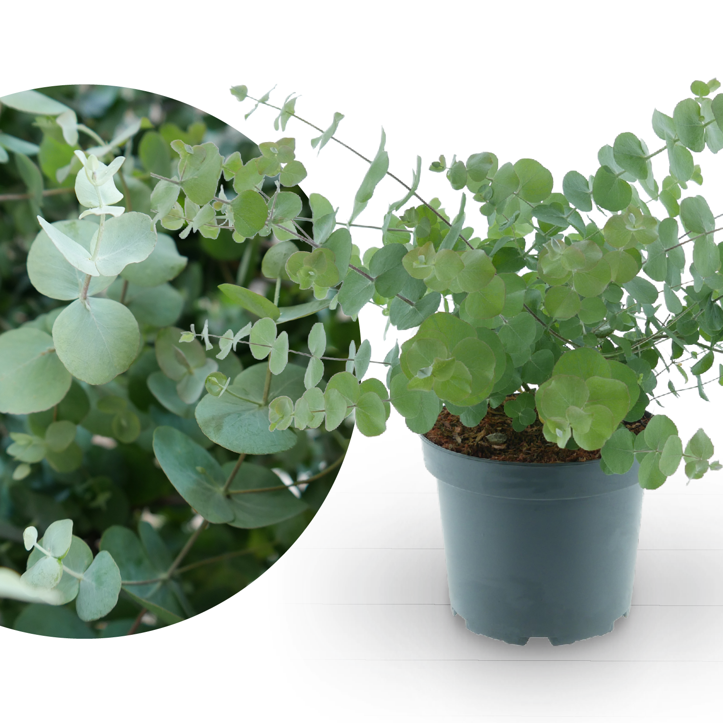 Eukalyptus 'Silver Dollar'