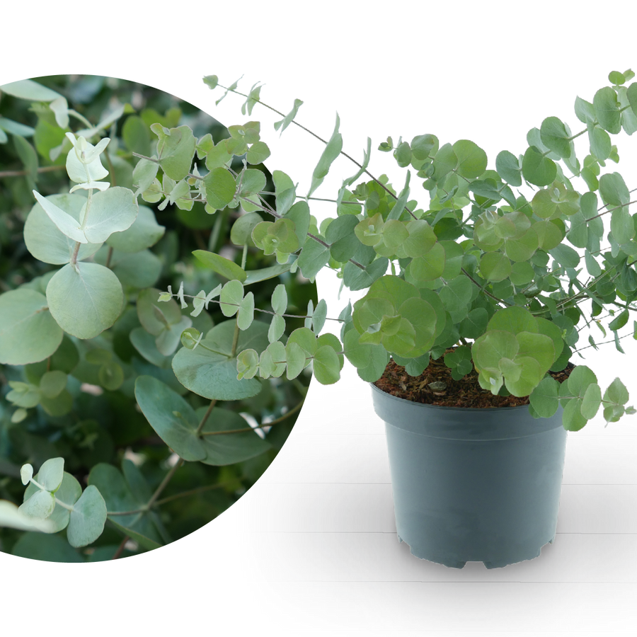 Eukalyptus 'Silver Dollar'
