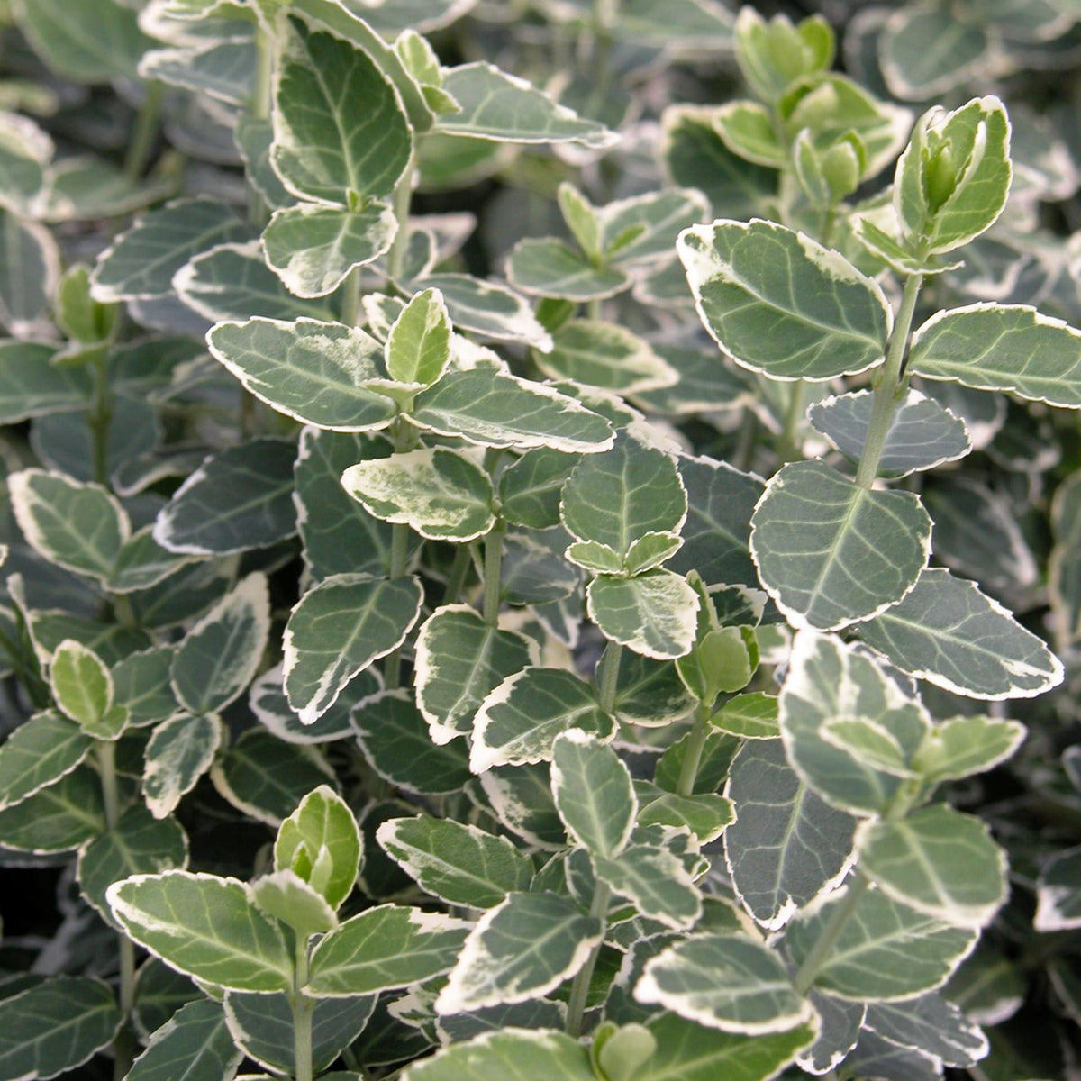 Euonymus fortunei 'Emerald Gaiety'
