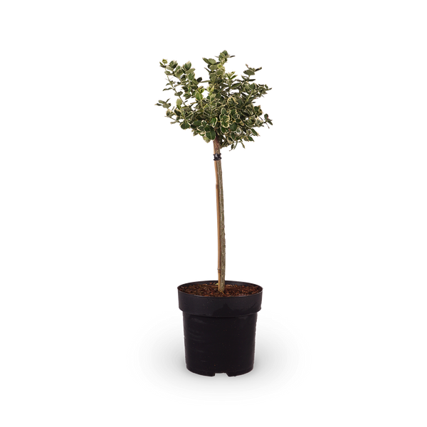 Euonymus fortunei 'Emerald'n Gold'