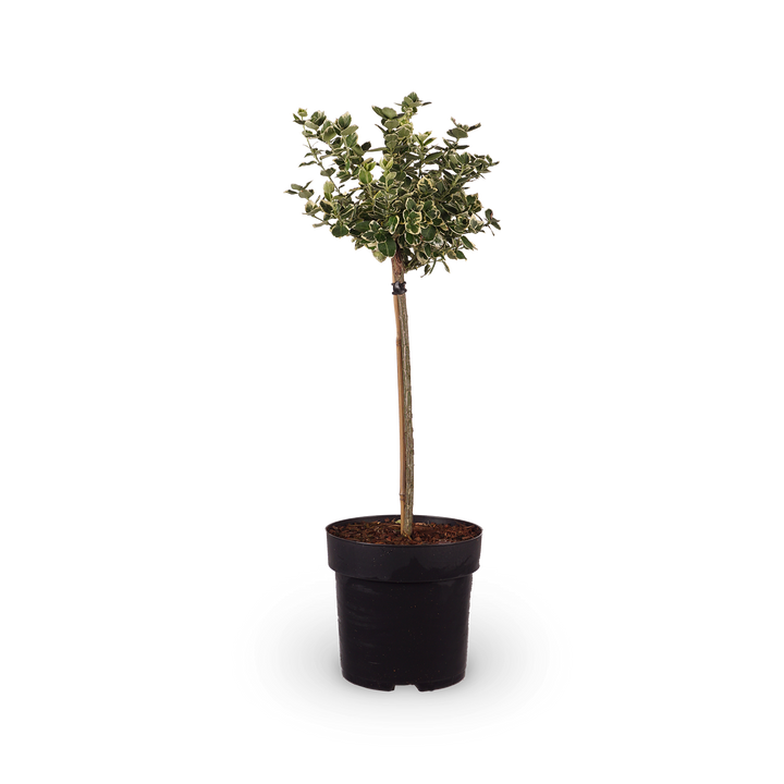 Euonymus fortunei 'Emerald'n Gold'