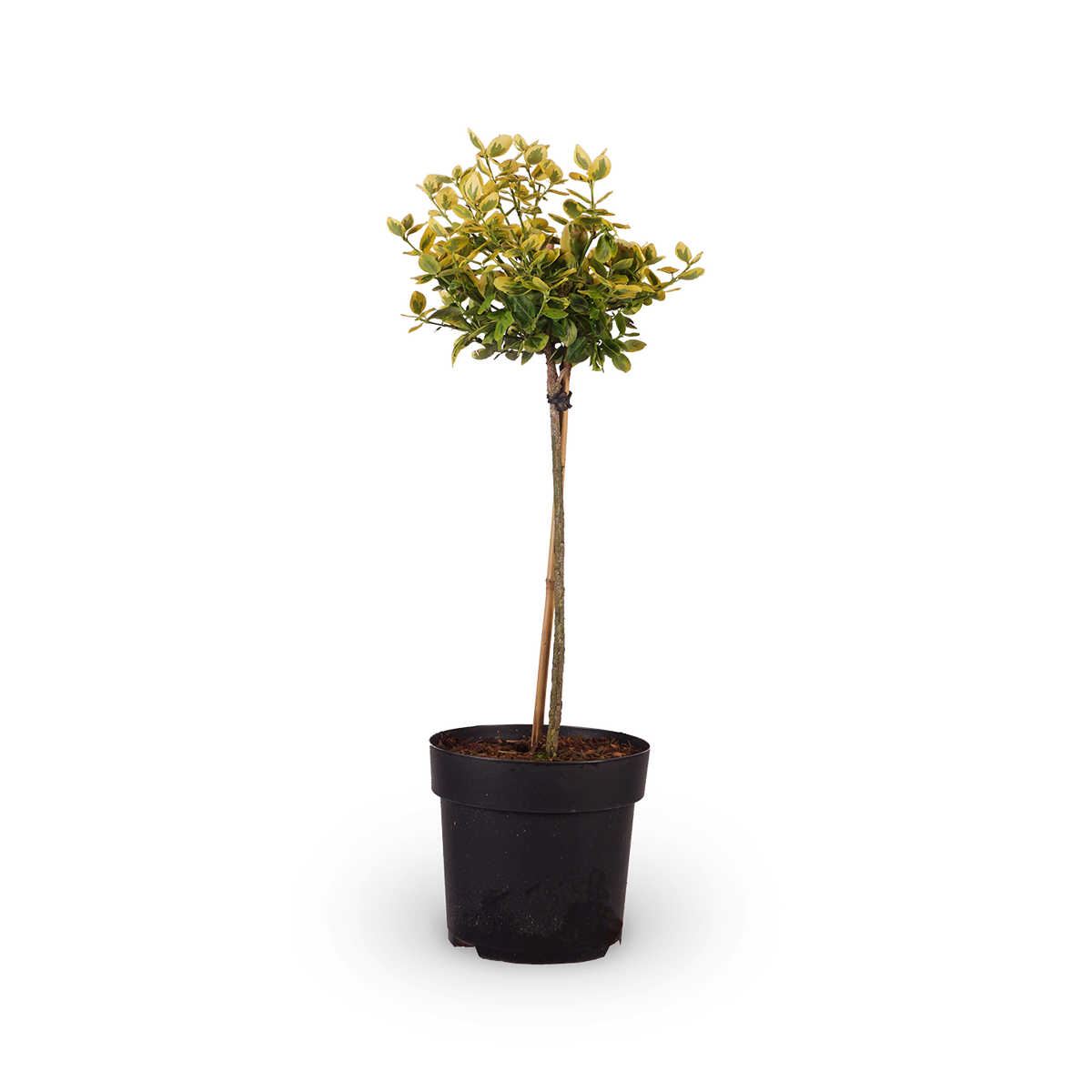 Euonymus fortunei 'Emerald'n Gold'