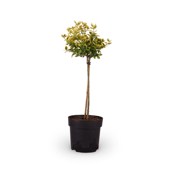 Euonymus fortunei 'Emerald'n Gold'