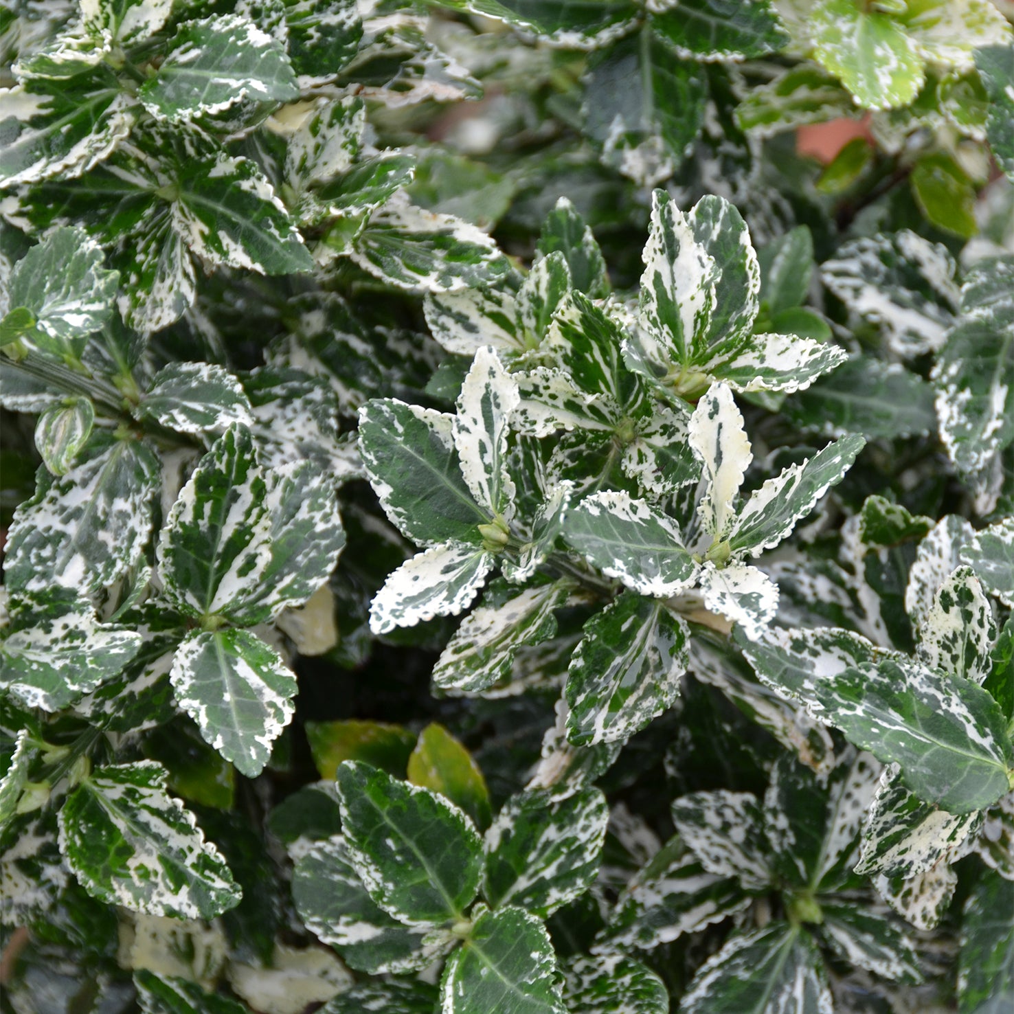 Euonymus fortunei 'Harlequin'