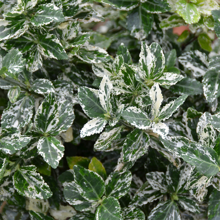 Euonymus fortunei 'Harlequin'