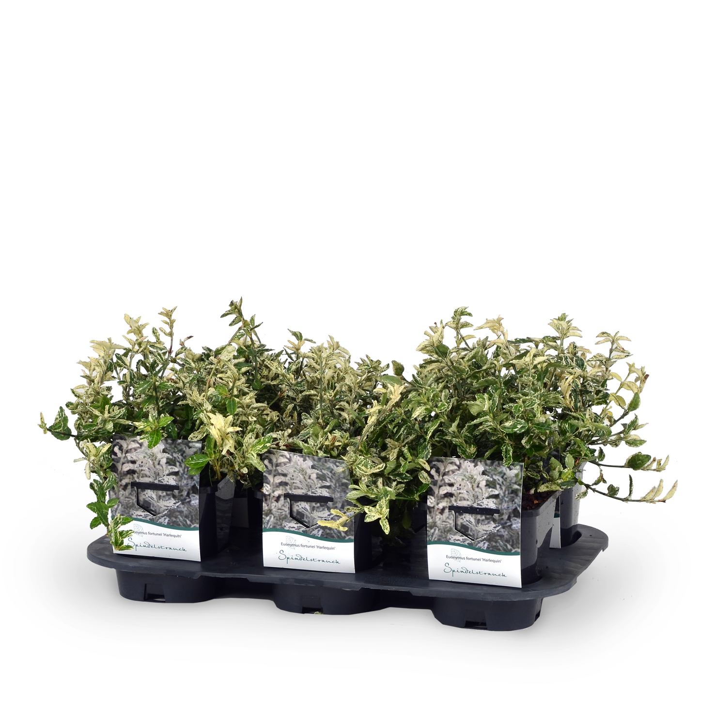 Euonymus fortunei 'Harlequin' Spindelstrauch Outdoor-Pflanze – Plantura