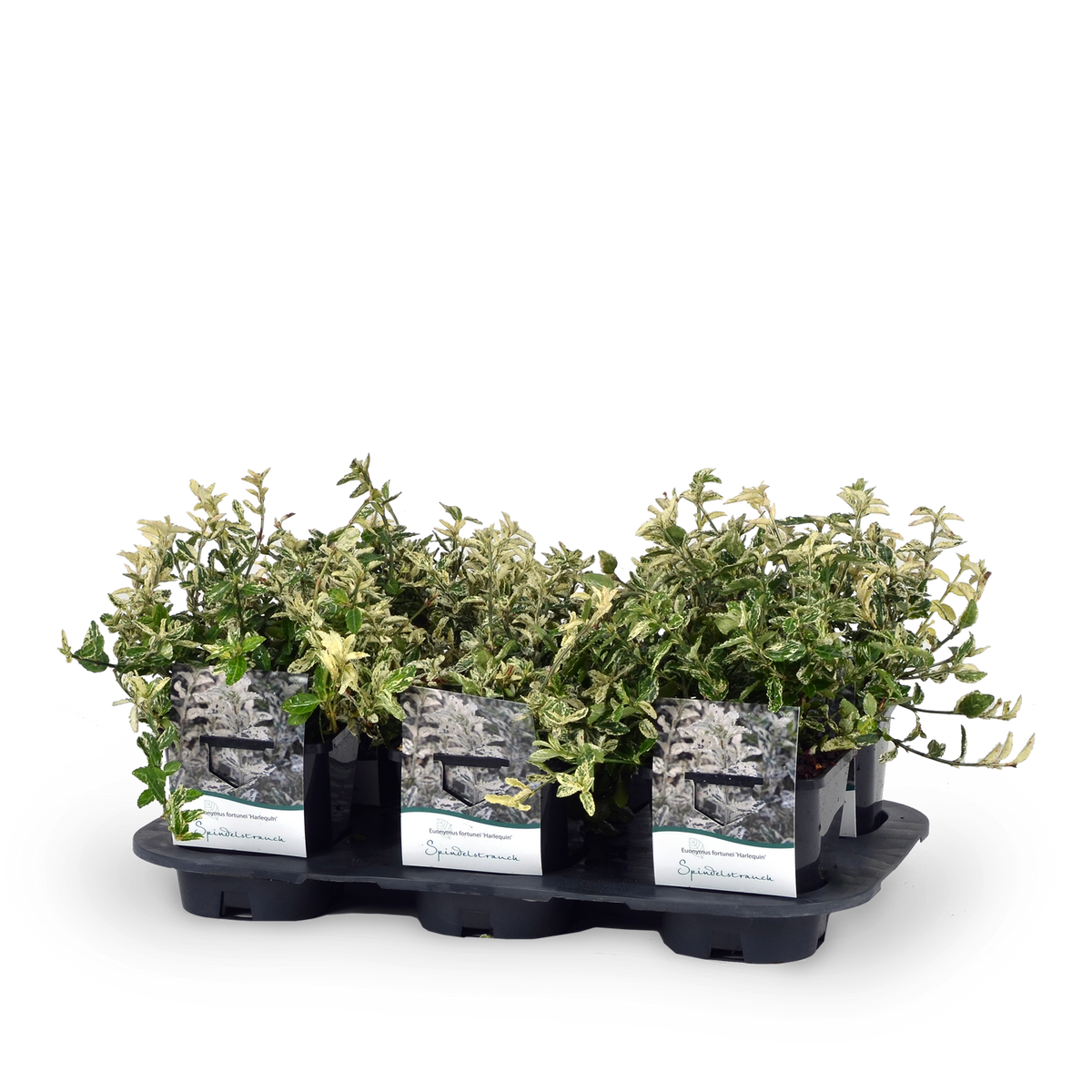 Euonymus fortunei 'Harlequin' Spindelstrauch Outdoor-Pflanze