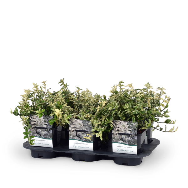 Euonymus fortunei 'Harlequin' Spindelstrauch Outdoor-Pflanze