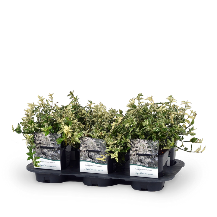 Euonymus fortunei 'Harlequin' Spindelstrauch Outdoor-Pflanze