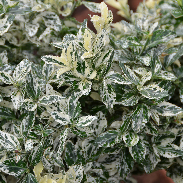 Euonymus fortunei 'Harlequin' Spindelstrauch Outdoor-Pflanze