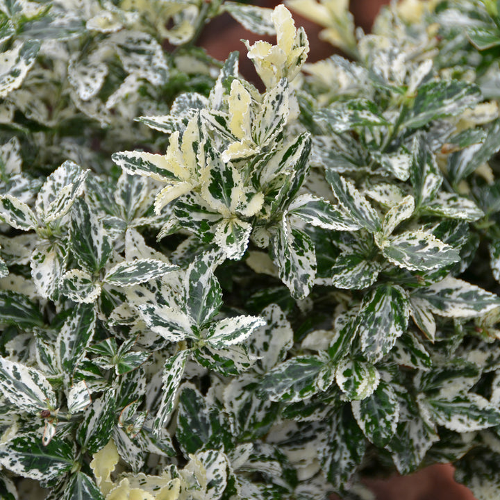 Euonymus fortunei 'Harlequin' Spindelstrauch Outdoor-Pflanze