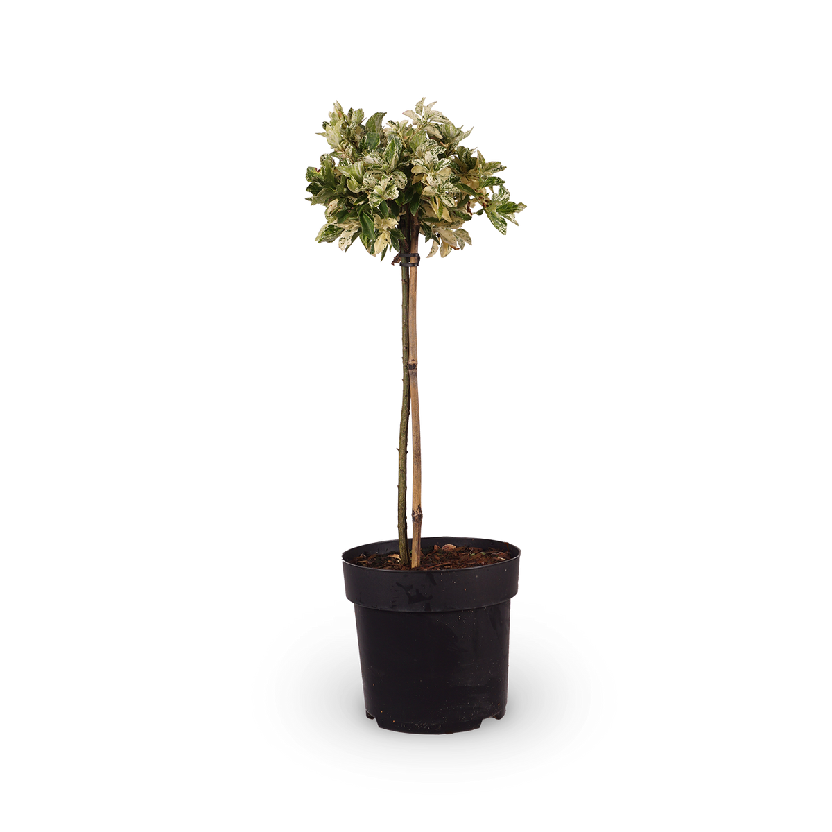 Euonymus fortunei 'Harlequin'