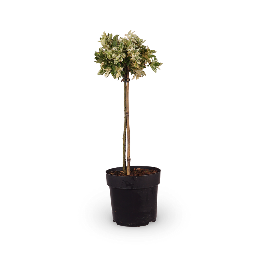 Euonymus fortunei 'Harlequin'