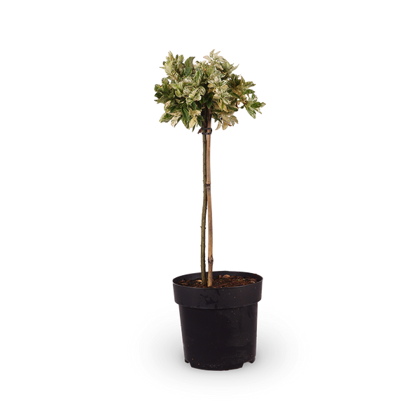 Euonymus fortunei 'Harlequin'