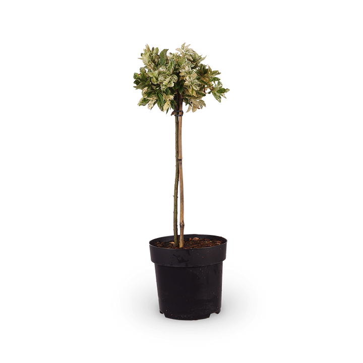 Euonymus fortunei 'Harlequin'