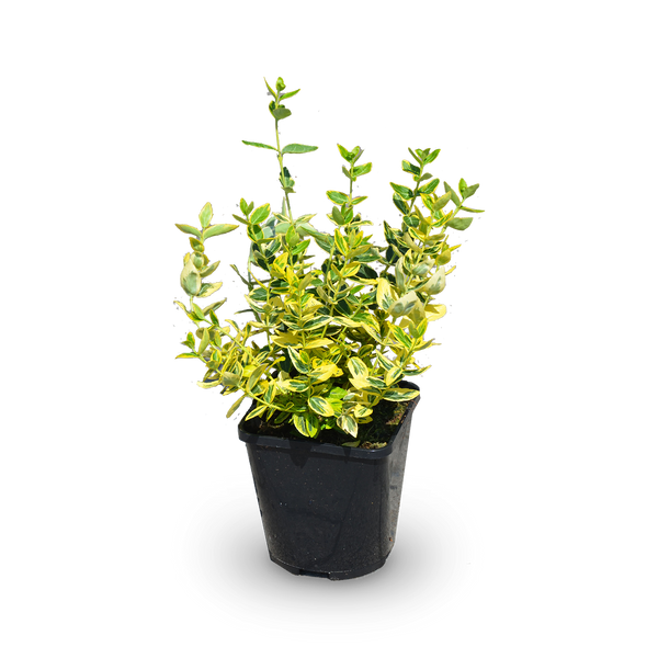 Euonymus fortunei Kriechspindel 'Emerald'n Gold' Outdoor Pflanze