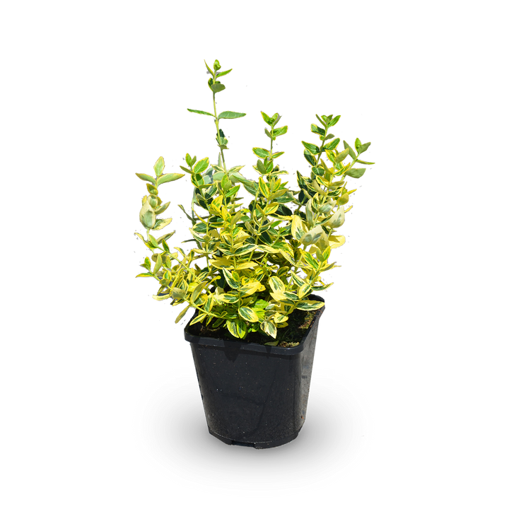 Euonymus fortunei Kriechspindel 'Emerald'n Gold' Outdoor Pflanze