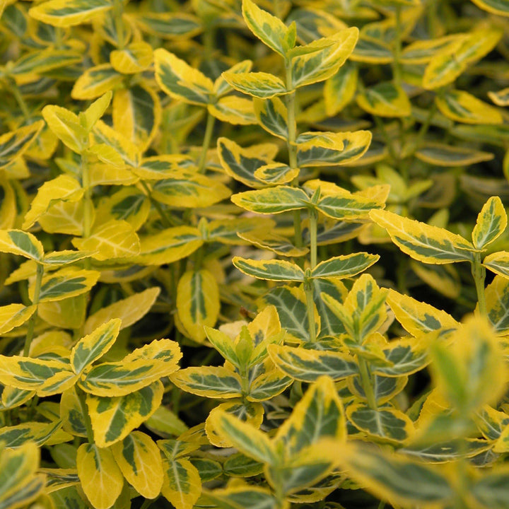 Euonymus fortunei Kriechspindel 'Emerald'n Gold' Outdoor Pflanze