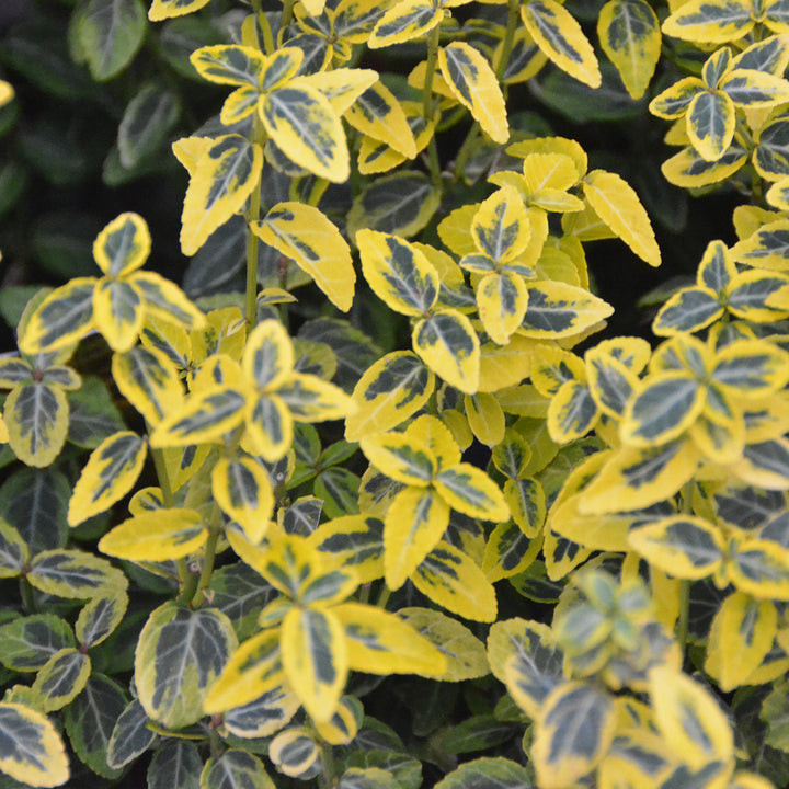 Euonymus fortunei Kriechspindel 'Emerald'n Gold' Outdoor Pflanze