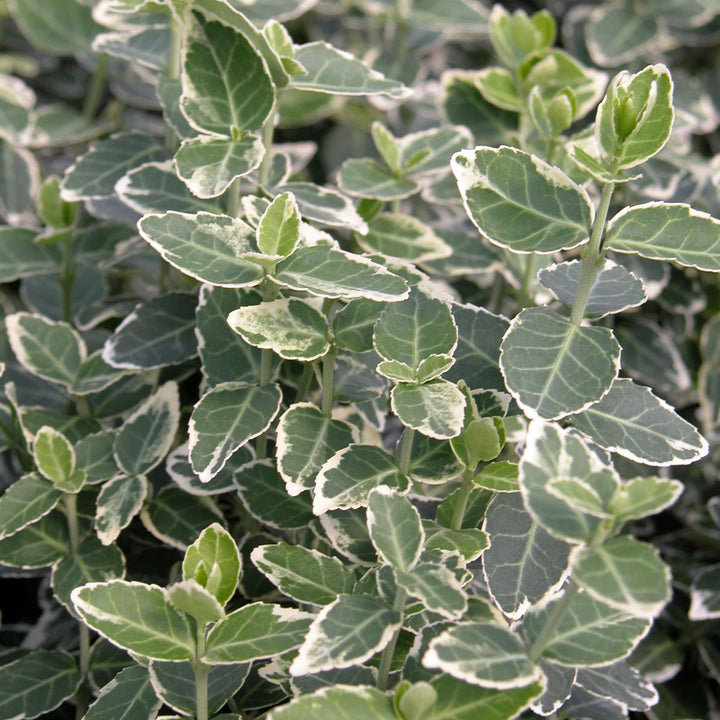 Euonymus fortunei Kriechspindel 'Emerald'n Gold' Outdoor Pflanze