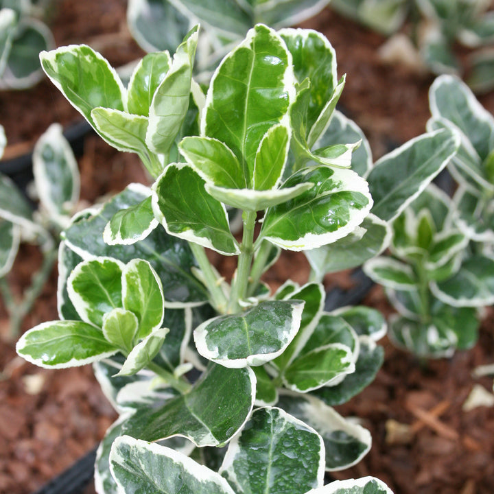 Euonymus japonicus 'Kathy'