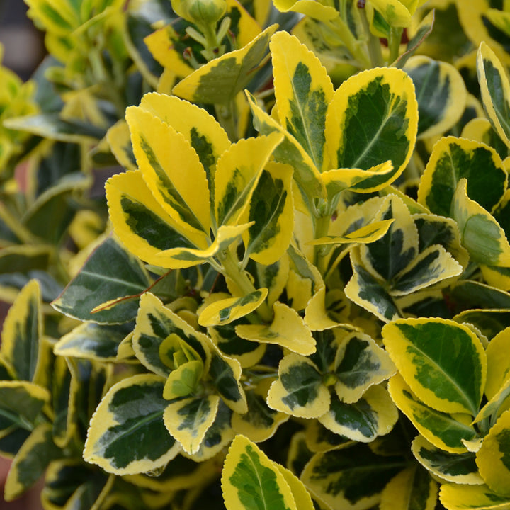 Euonymus japonicus 'Marieke'