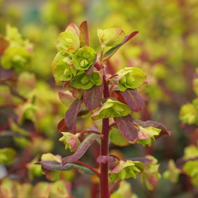 Euphorbia amygdaloides 'Purpurea'