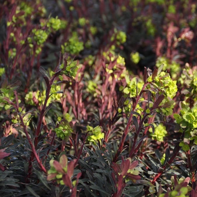 Euphorbia amygdaloides 'Purpurea'