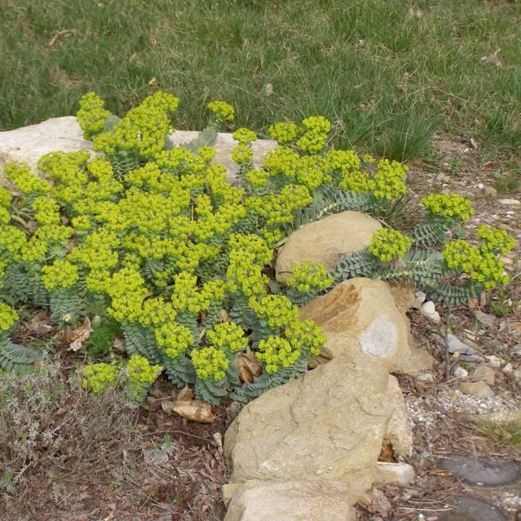 Euphorbia myrsinites