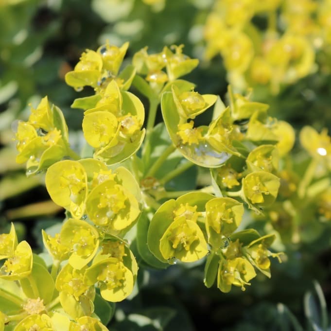 Euphorbia myrsinites