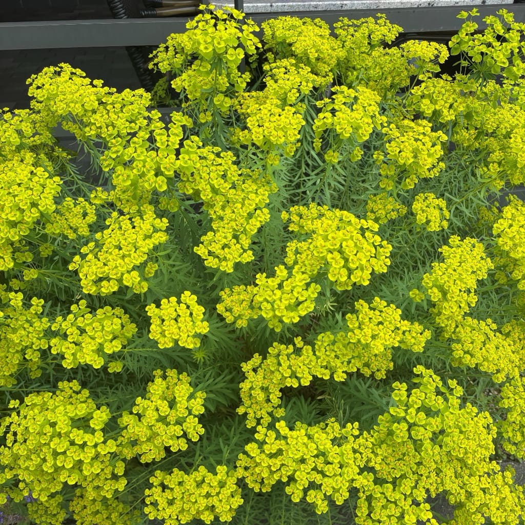 Euphorbia seguieriana ssp. niciciana