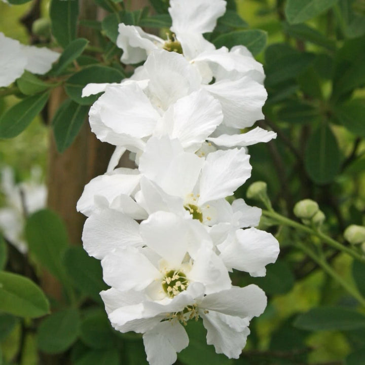 Exochorda macrantha 'Lotus Moon'® F.E.