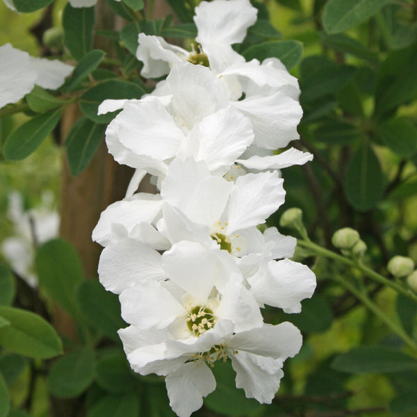 Exochorda macrantha 'Lotus Moon' ®