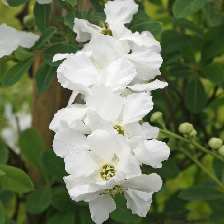 Exochorda macrantha 'Lotus Moon' ®