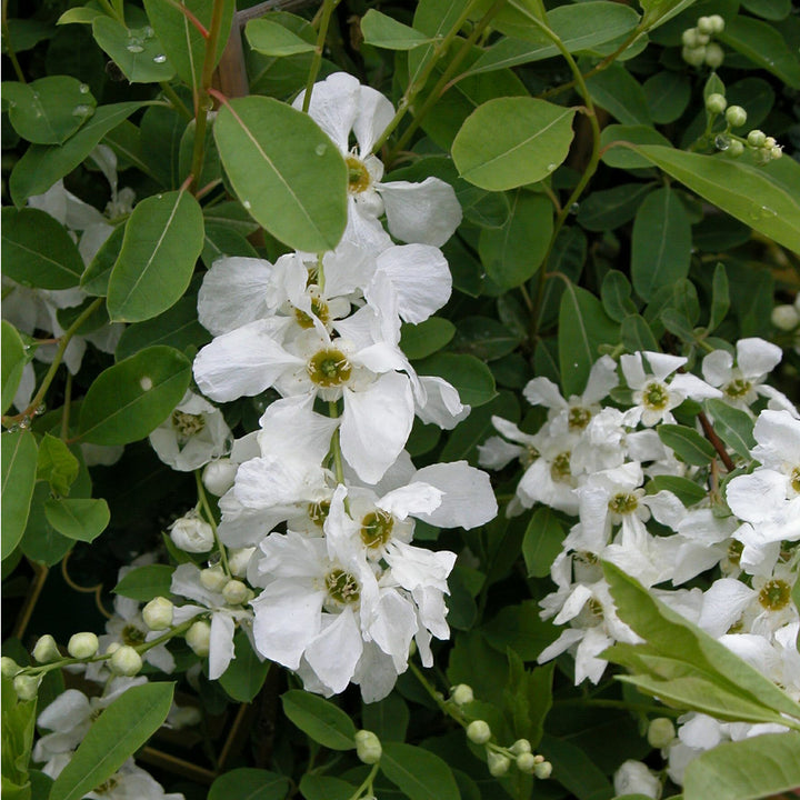 Exochorda macrantha 'The Bride'