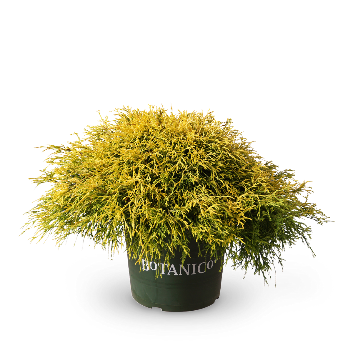Fadenzypresse 'Golden Mop' - Outdoor Zier-Baum für Garten
