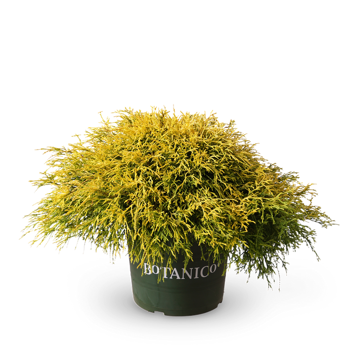 Fadenzypresse 'Golden Mop' - Outdoor Zier-Baum für Garten