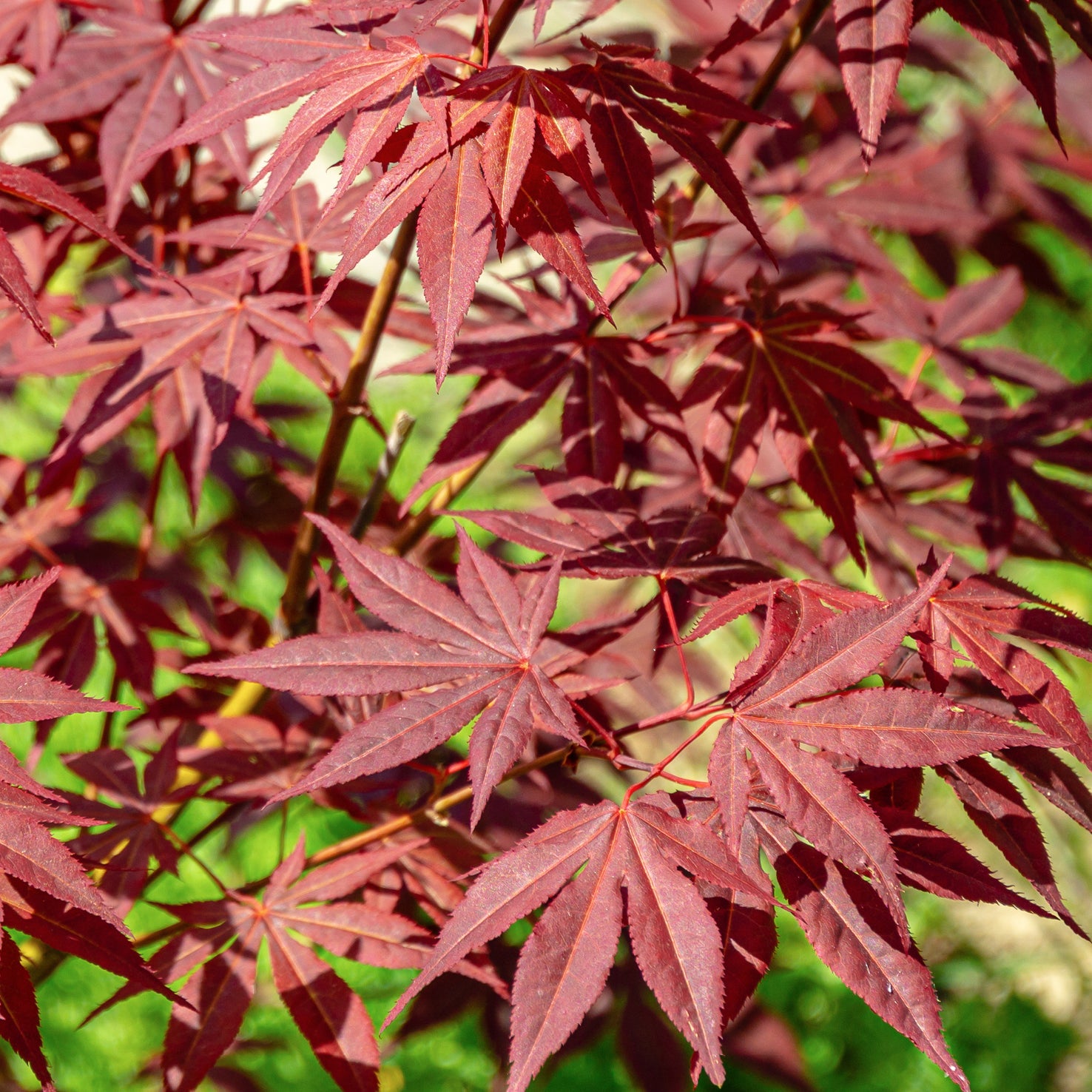 Blätter des Fächer-Ahorn 'Atropurpureum'