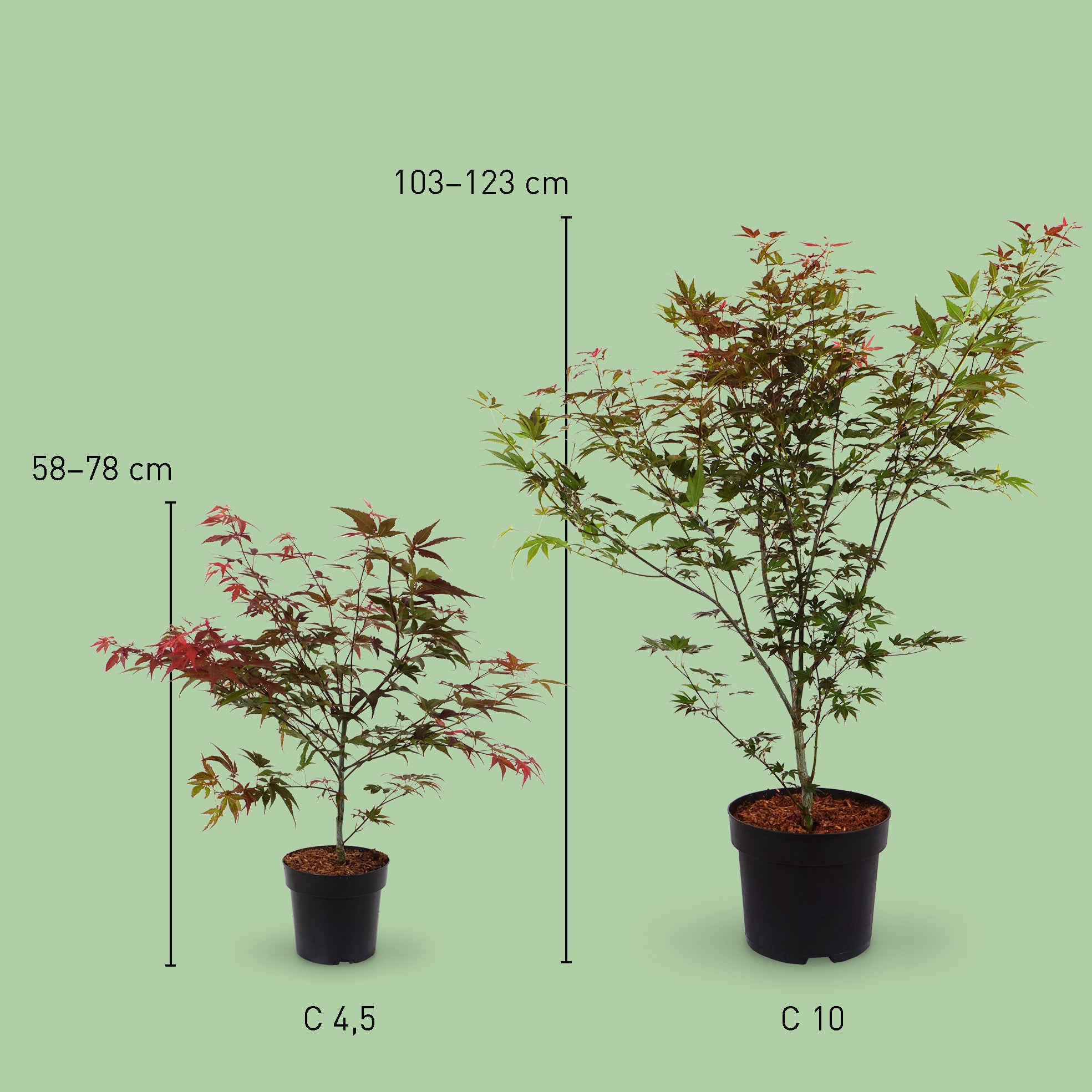 Größe des Fächer-Ahorn 'Atropurpureum'