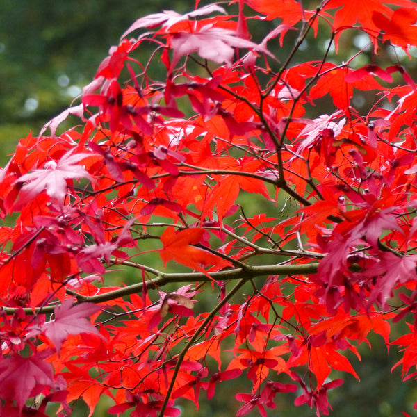 Herbstfärbung des Fächer-Ahorn 'Atropurpureum'
